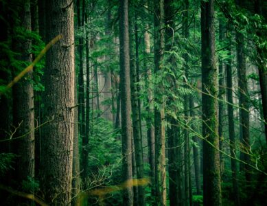 Come alberi