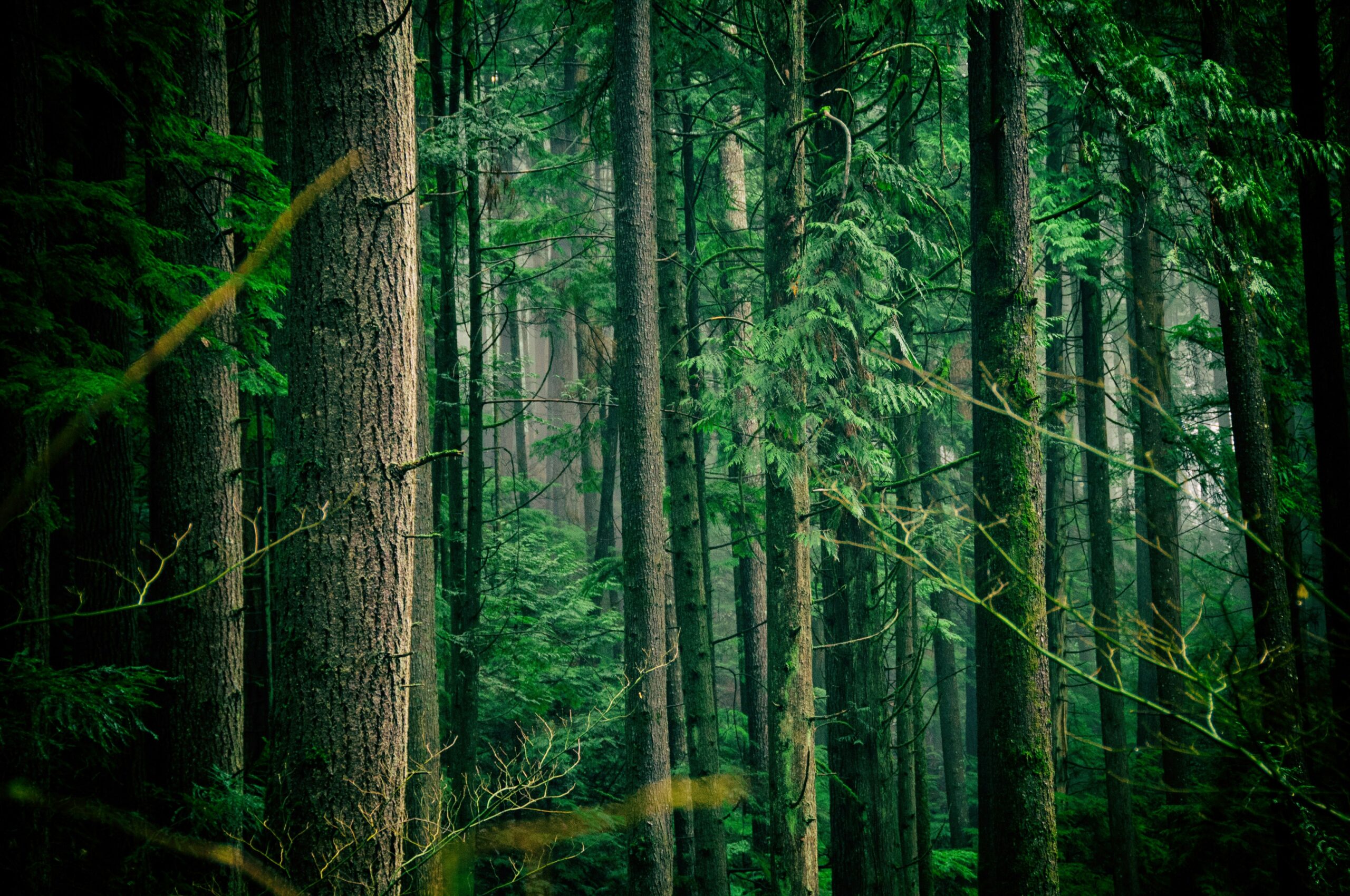 Come alberi